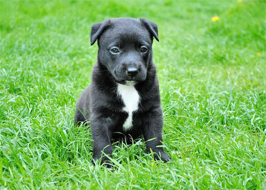 犬がフェッチしない？3ステップで教える簡単トレーニング法