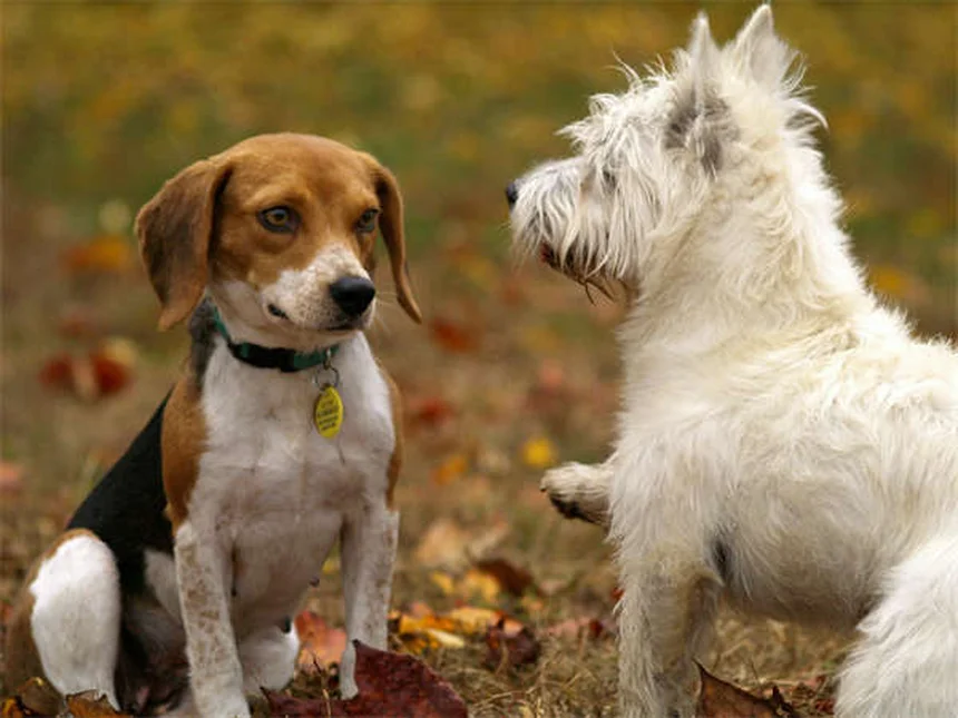 純血種の遺伝的欠陥リスク、ミックス犬より2倍高いって知ってた？選び方のポイントも解説