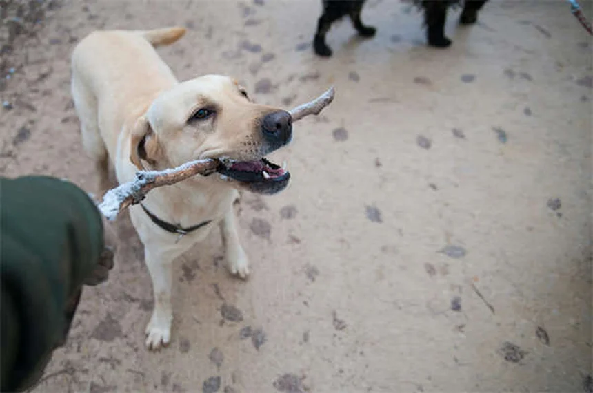 純血種の遺伝的欠陥リスク、ミックス犬より2倍高いって知ってた？選び方のポイントも解説