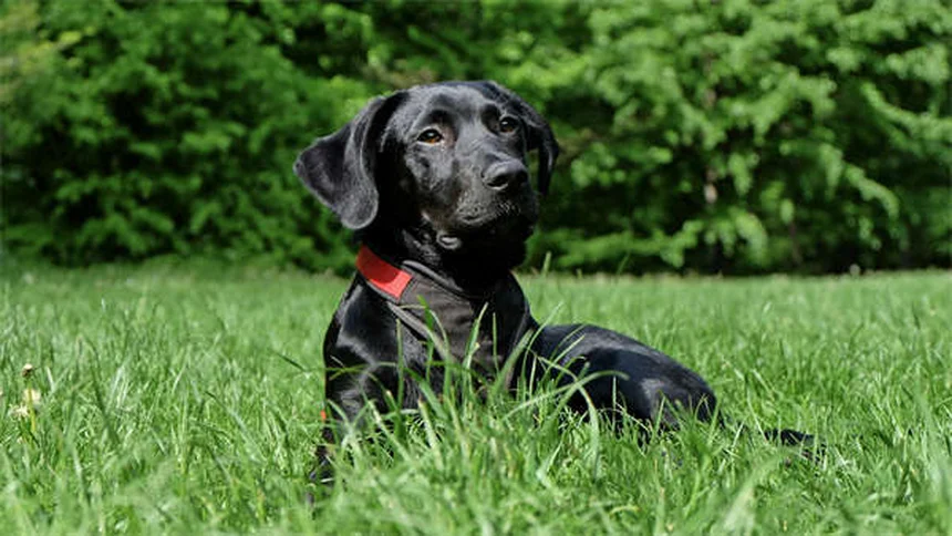 純血種の遺伝的欠陥リスク、ミックス犬より2倍高いって知ってた？選び方のポイントも解説