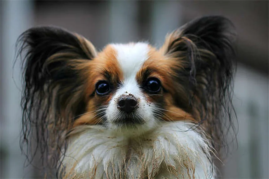 犬の反流と嘔吐の違い：知らないと命に関わる危険性