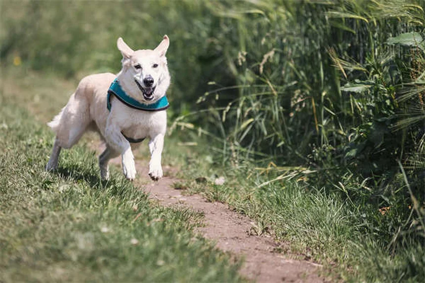 犬も寒がる！冬の寒さ対策5選