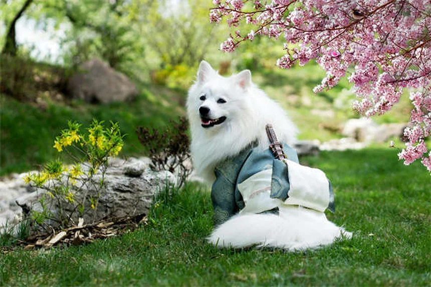 犬も寒がる！冬の寒さ対策5選