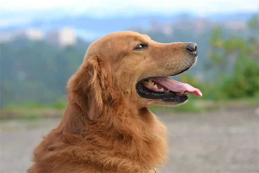 子供向け観賞魚おすすめ人気5選！飼いやすさで厳選