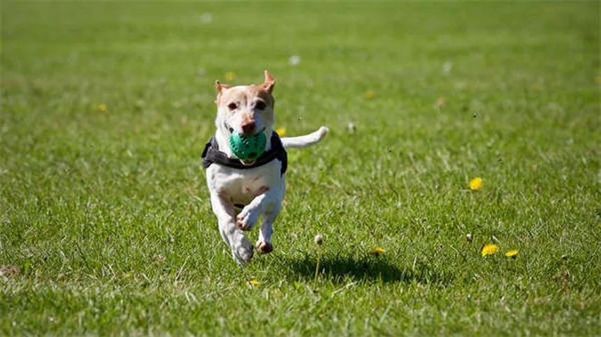 愛犬との裏庭遊び、間違っていませんか？5つの方法で運動不足もストレスも解消