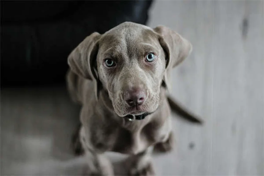 愛犬との裏庭遊び、間違っていませんか？5つの方法で運動不足もストレスも解消