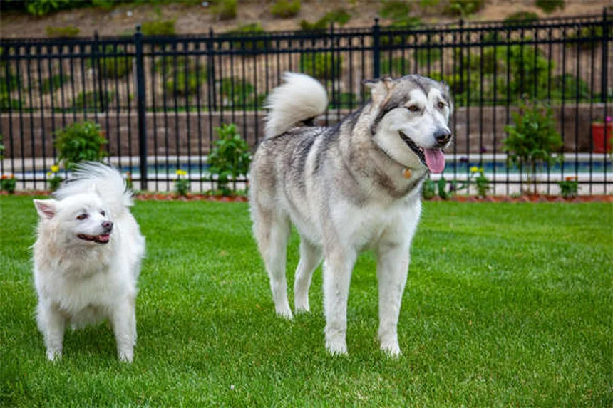 愛犬との裏庭遊び、間違っていませんか？5つの方法で運動不足もストレスも解消