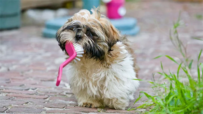犬にアセトアミノフェン（タイレノール®）は危険？獣医師が教える正しい知識と安全な代わり
