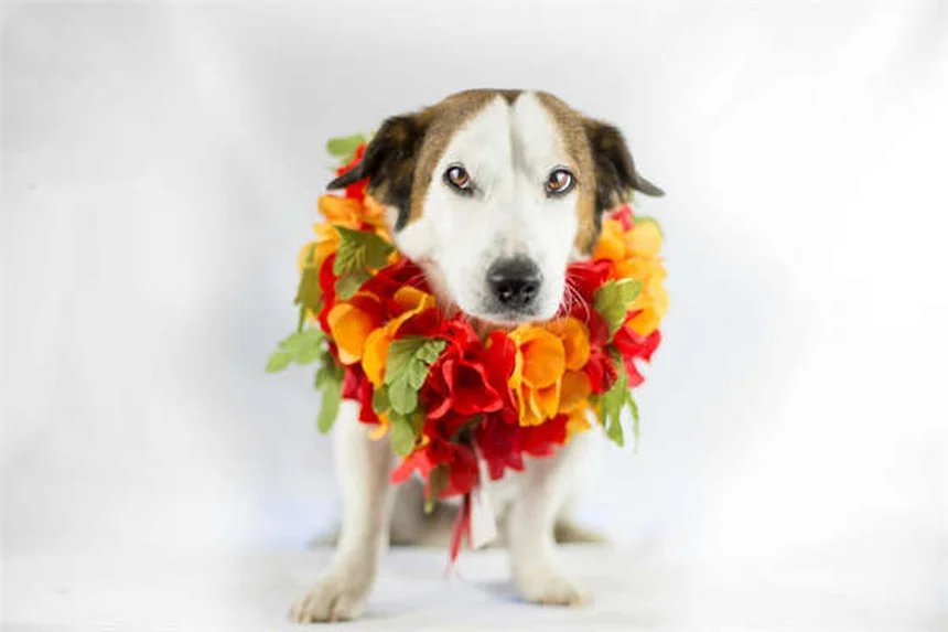 犬にアセトアミノフェン（タイレノール®）は危険？獣医師が教える正しい知識と安全な代わり