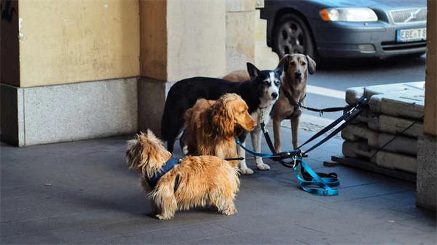 犬にアセトアミノフェン（タイレノール®）は危険？獣医師が教える正しい知識と安全な代わり