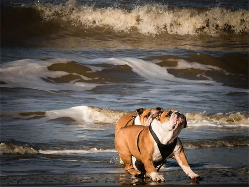 馬の小脳変性症、症状と原因を徹底解説、遺伝子検査が鍵