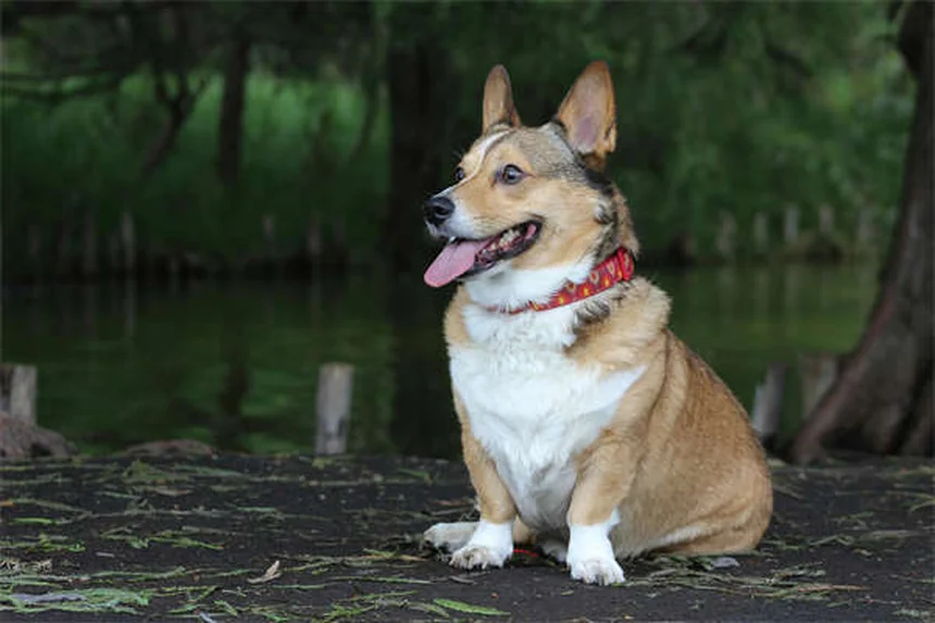 高齢犬の悩み解決！獣医師の見解と実体験