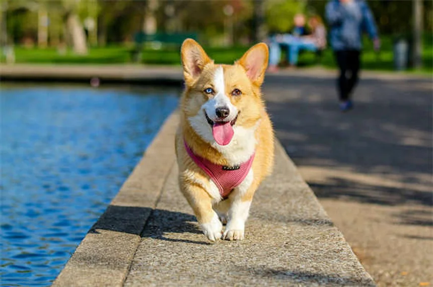 犬のしこり、早期発見と危険サインを獣医師が解説