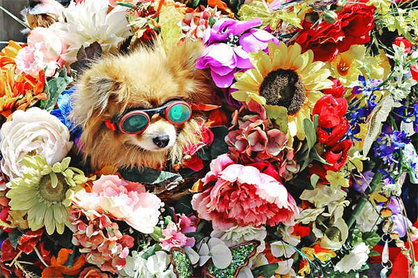 犬のしこり、早期発見と危険サインを獣医師が解説