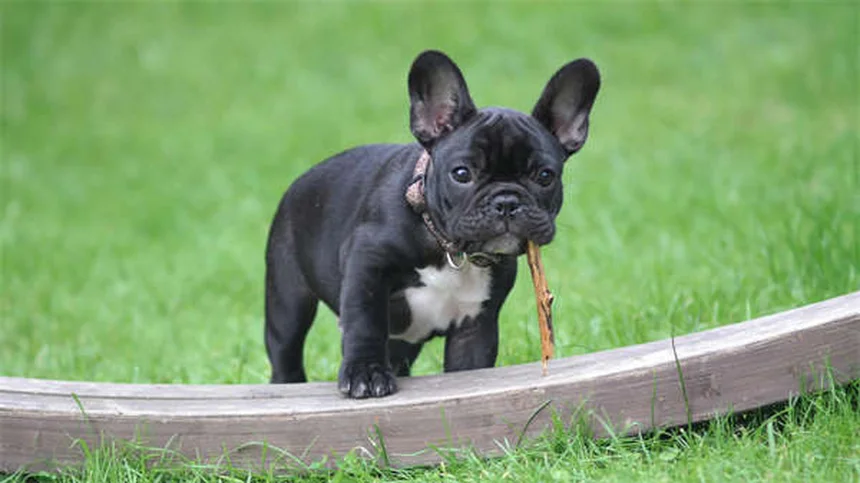 犬の黄色い嘔吐、原因は？正しい対処法と病院に行くタイミング