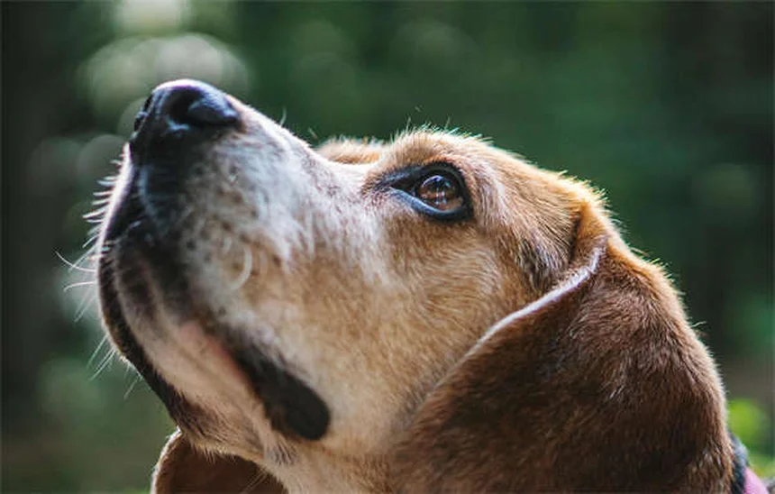犬の黄色い嘔吐、原因は？正しい対処法と病院に行くタイミング