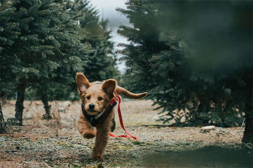 白鼬狂犬病の症状と予防法、飼い主が知るべき必見対策