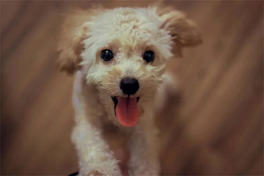 犬の散歩拒否、原因と対処法を経験者が解説