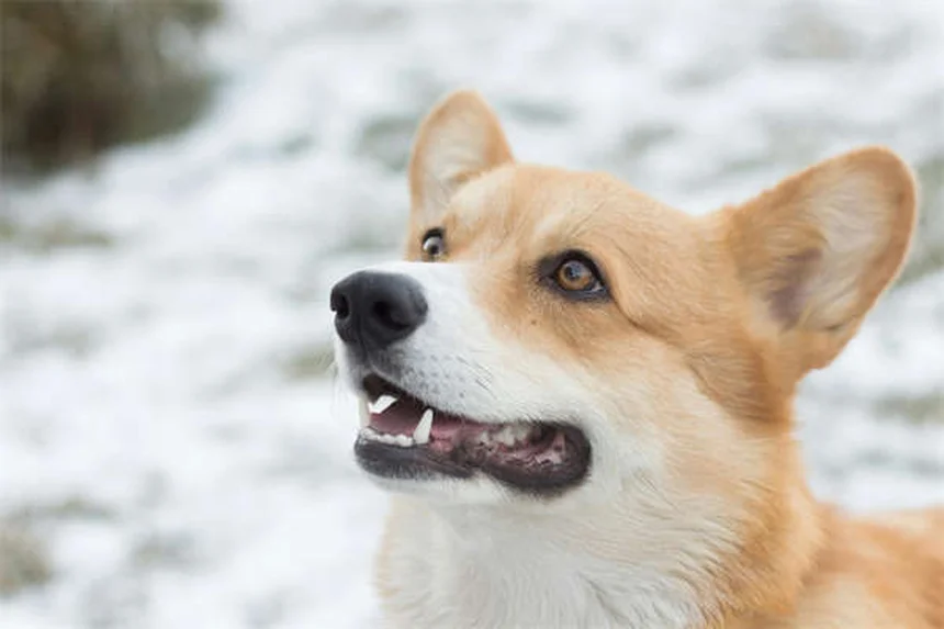 テトラサイクリンを犬に使う前に知っておきたい7つのポイント