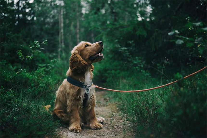 犬が前足を乗せる5つの理由と正しい対処法