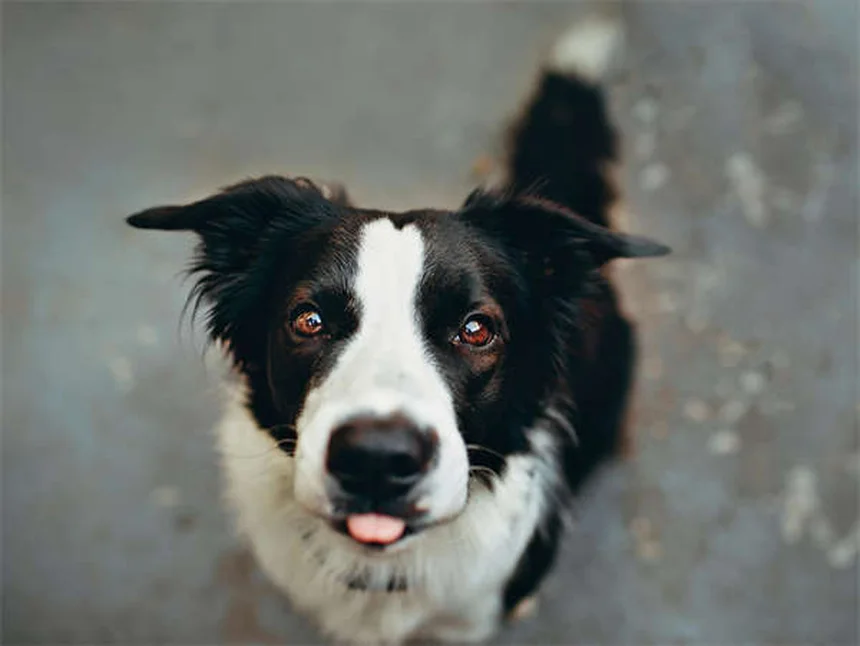 犬がうんち中にじっと見つめる理由と正しい対処法