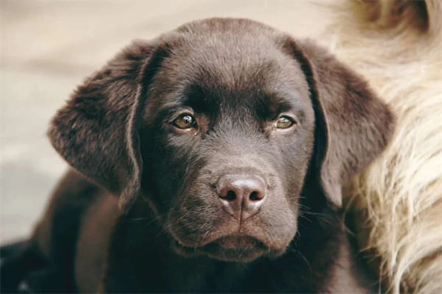 【経験談】犬の里親になる前に絶対にやっちゃいけない6つのNG行動