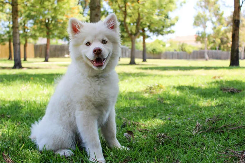 犬の糖尿病を飼い主が知っておくべき費用と管理の真実