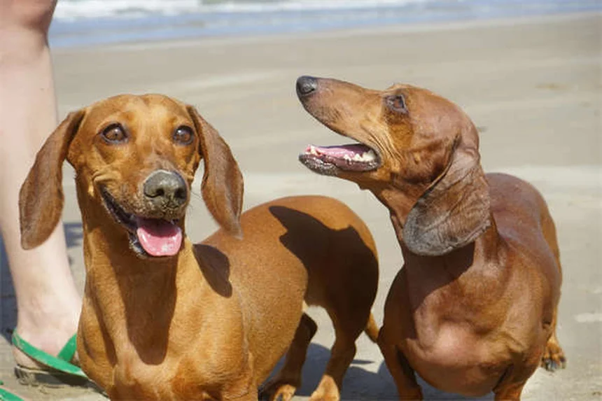 犬の糖尿病を飼い主が知っておくべき費用と管理の真実