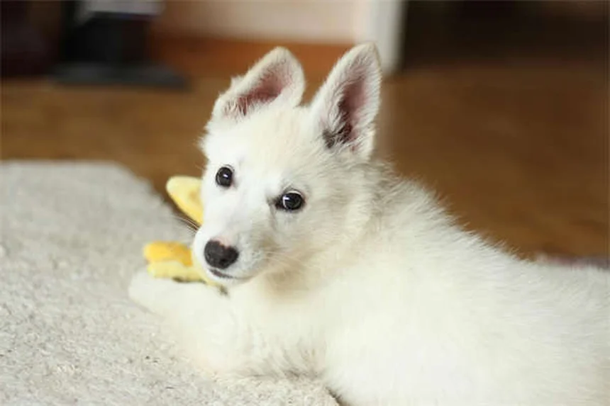 犬の臭いを即消す！重曹で200円の簡単消臭術