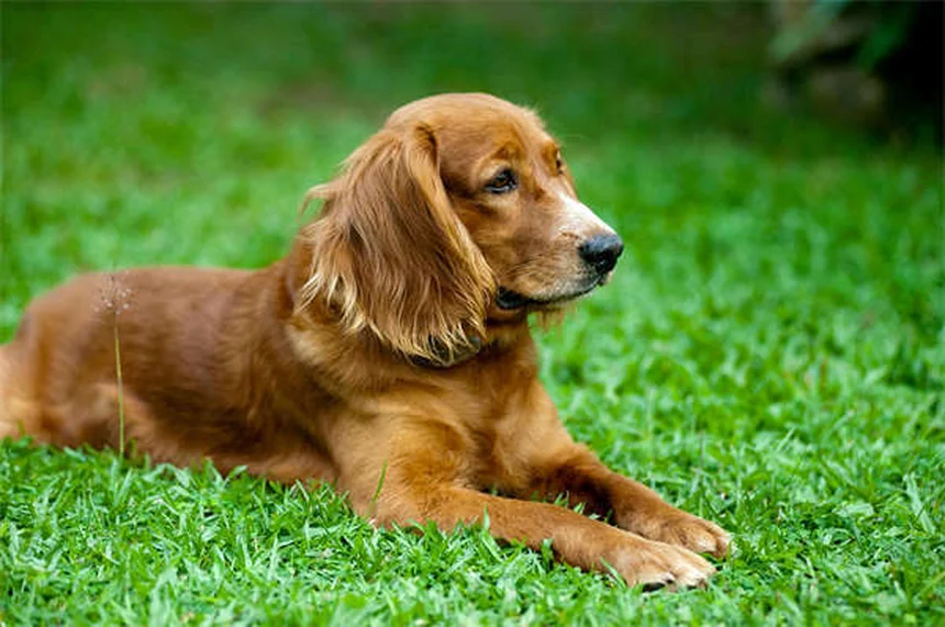犬のヒゲの驚くべき重要性と機能