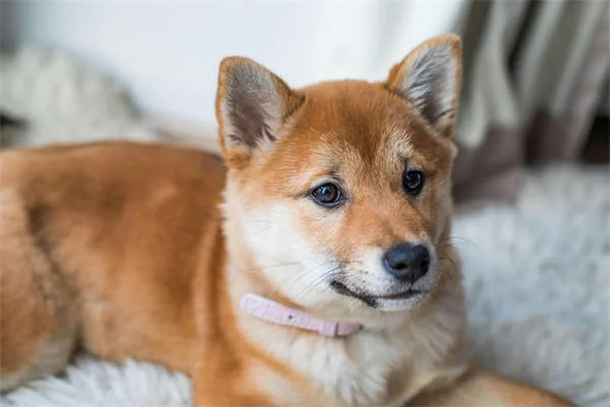 犬が草を食べる理由と注意点：安心して見守れる知識