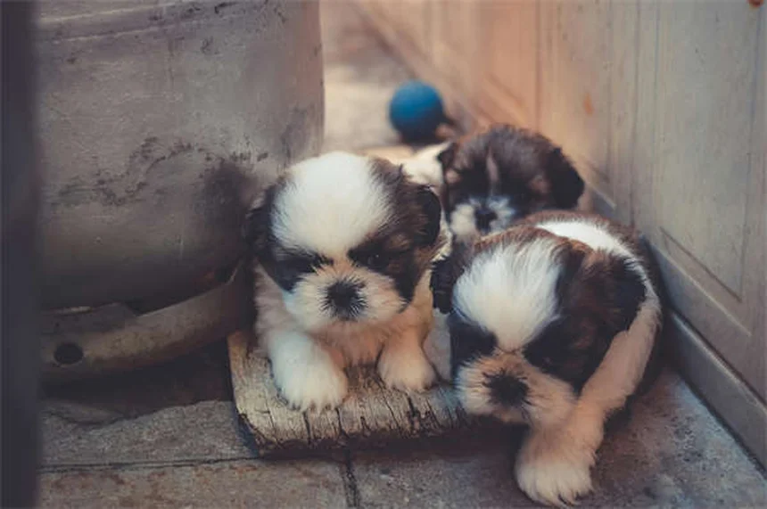 子犬は年4回？獣医が教える犬の通院頻度（成犬・老犬別）