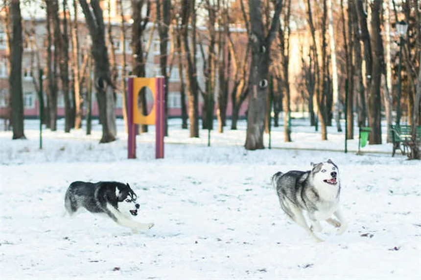 低敏犬は本当にアレルギーに効く？実体験から選び方のコツを解説