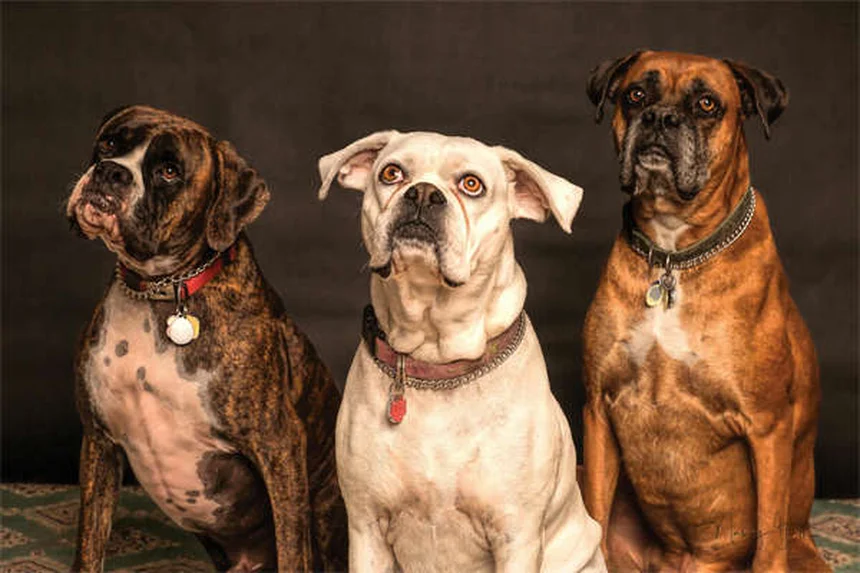 犬の運動しすぎサイン5つ｜見逃せない危険な兆候と正しい対策